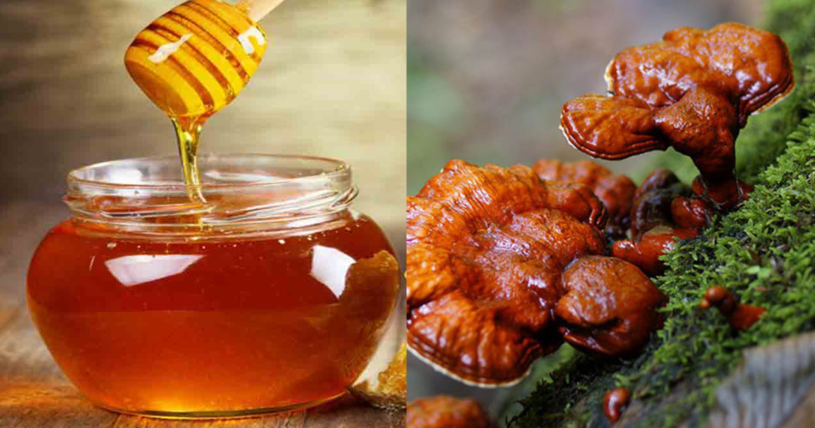 Tác dụng thần kì của nấm linh chi pha mật ong với sức khỏe 1